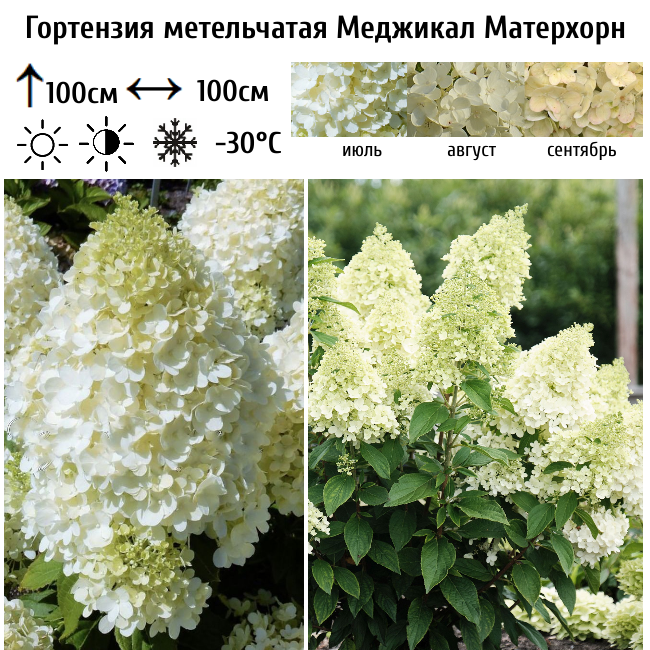 Основное изображение товара