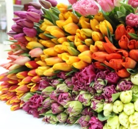 Наши первые тюльпаны, которые мы вырастили сами! Наши первые тюльпаны, которые мы вырастили сами!