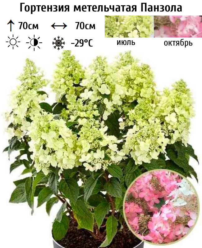 Основное изображение товара