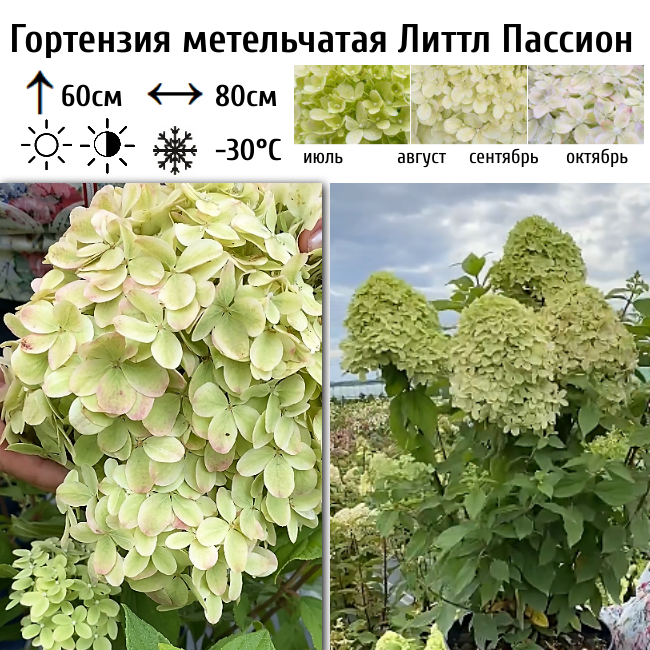 Основное изображение товара