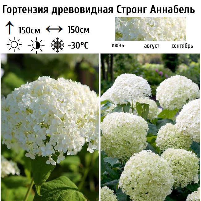 Основное изображение товара