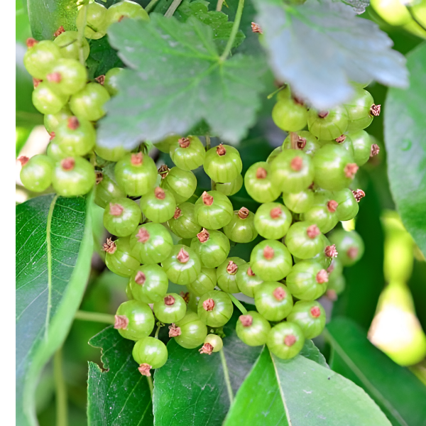 Рисунок 242.jpg