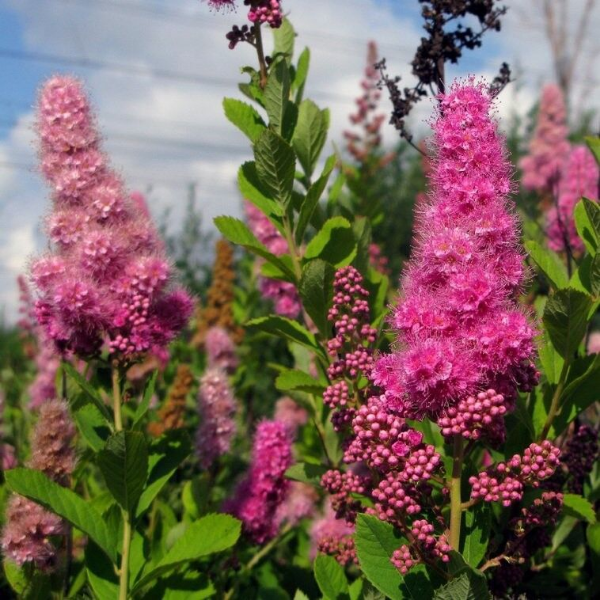 Основное изображение товара