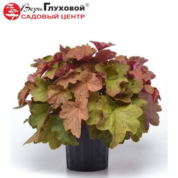 Основное изображение товара