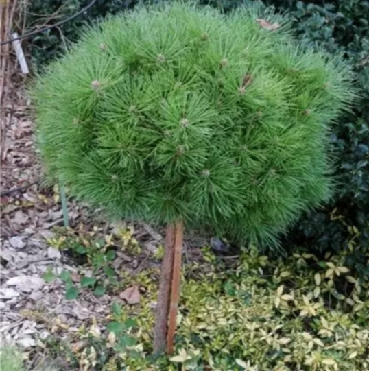 Основное изображение товара