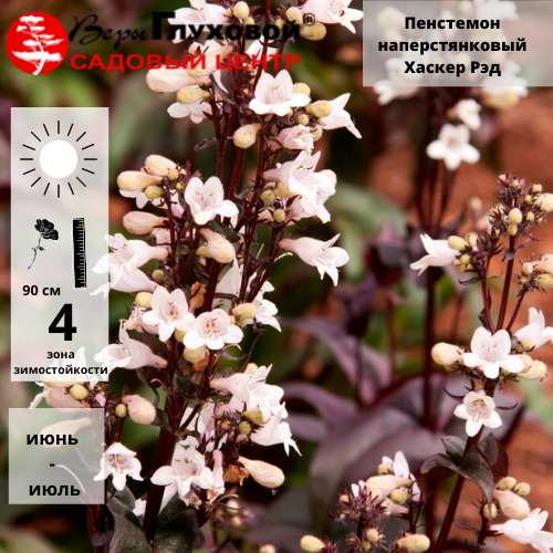 Основное изображение товара