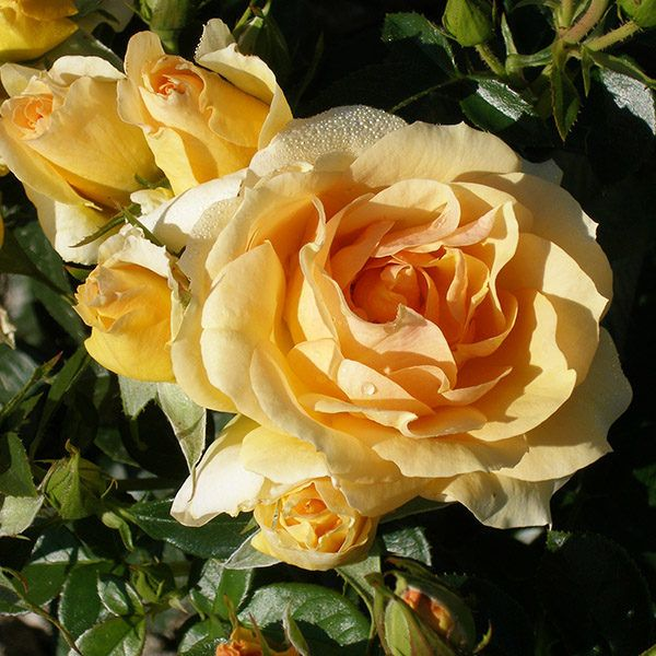 Основное изображение товара