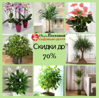 Распродажа комнатных растений 2019