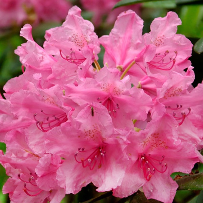 Рододендрон крупноцветковый Гаага