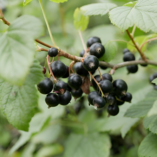 Рисунок 252.jpg