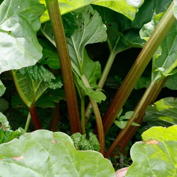 Основное изображение товара