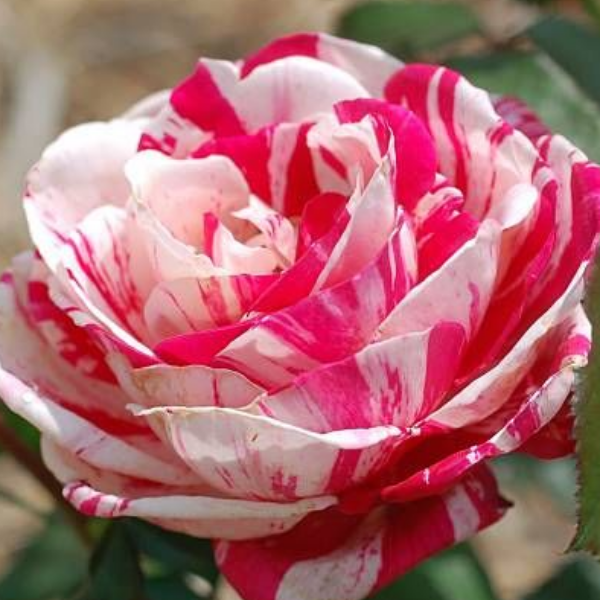 Основное изображение товара