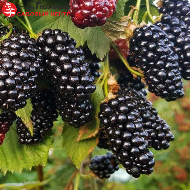 Ежевика Натчез
