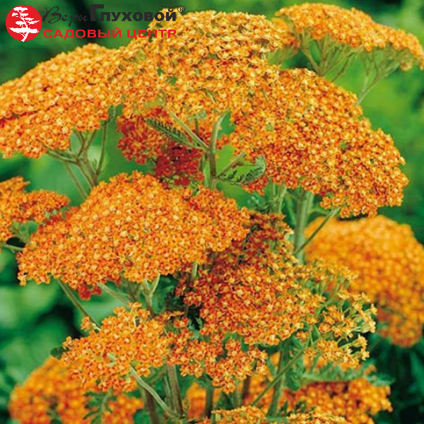 Основное изображение товара