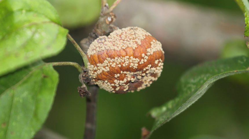 Яблоня Яблоня