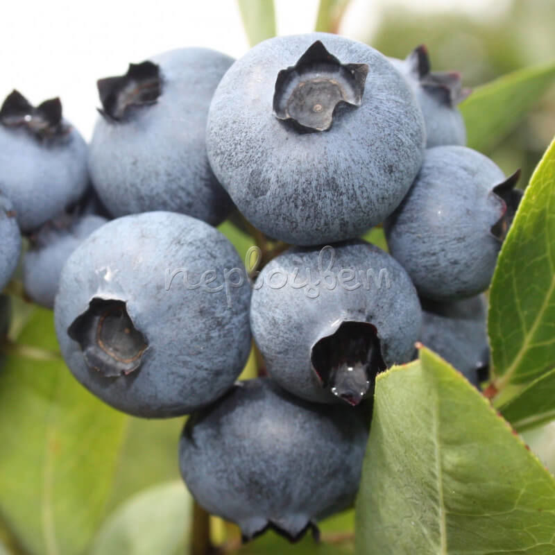 Голубика Бонус