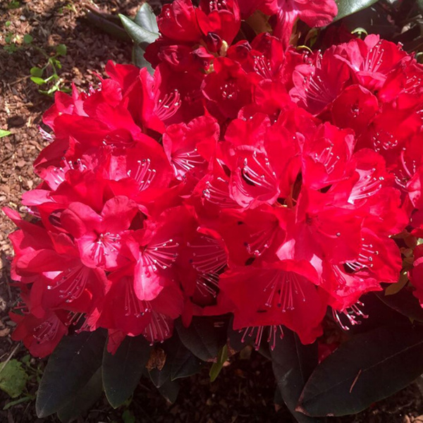 Основное изображение товара