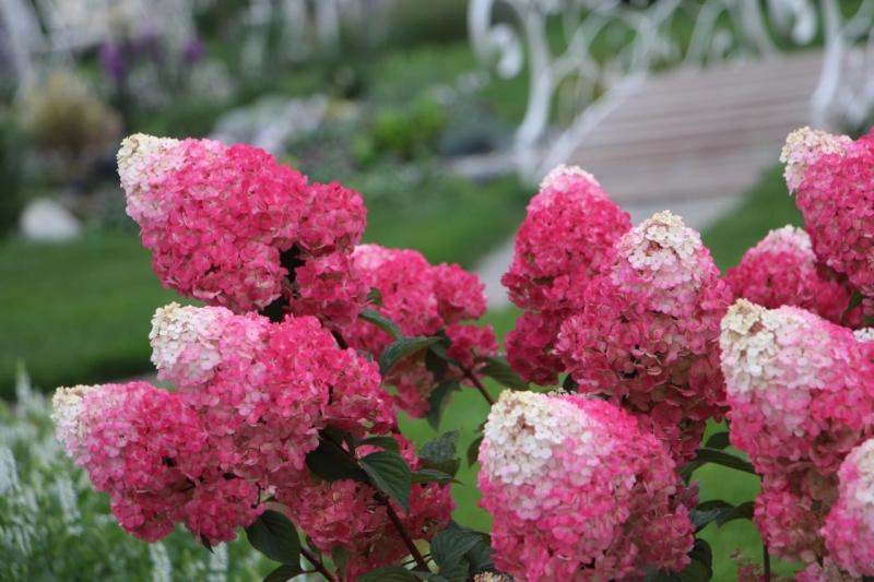 Акция "Юбилейная гортензия"