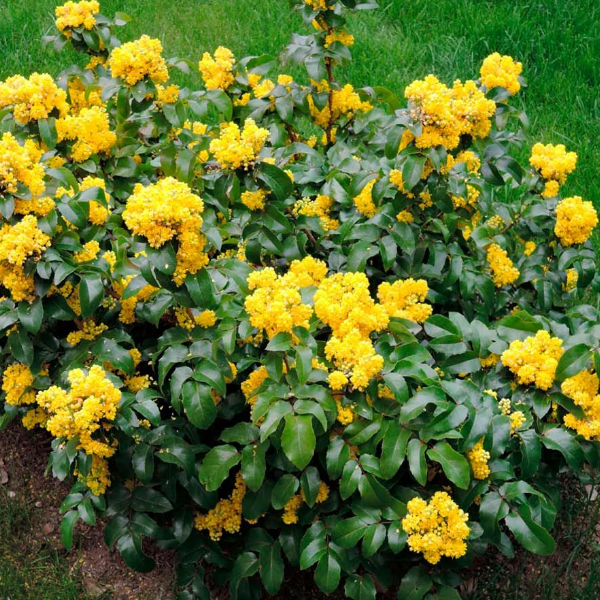 Основное изображение товара