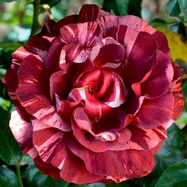 Основное изображение товара