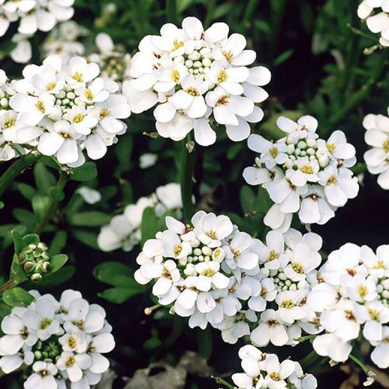 Основное изображение товара