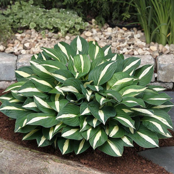 Основное изображение товара