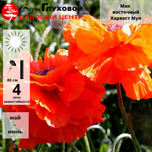 Основное изображение товара