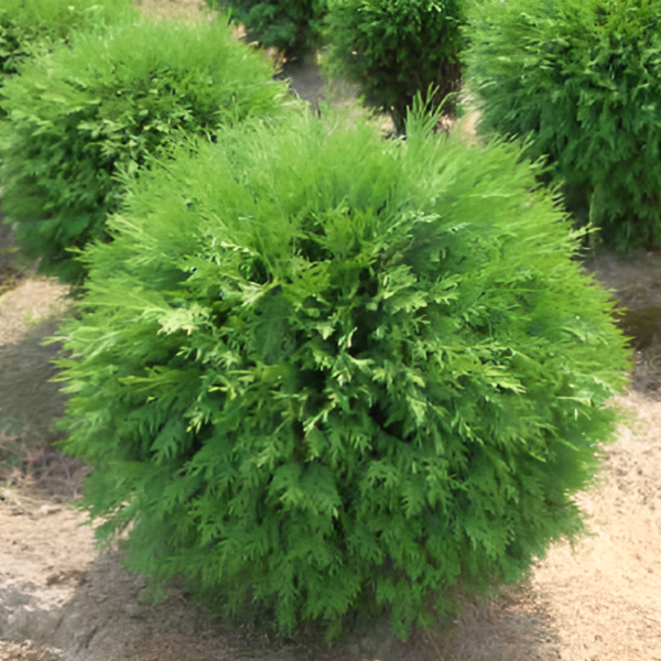 Основное изображение товара
