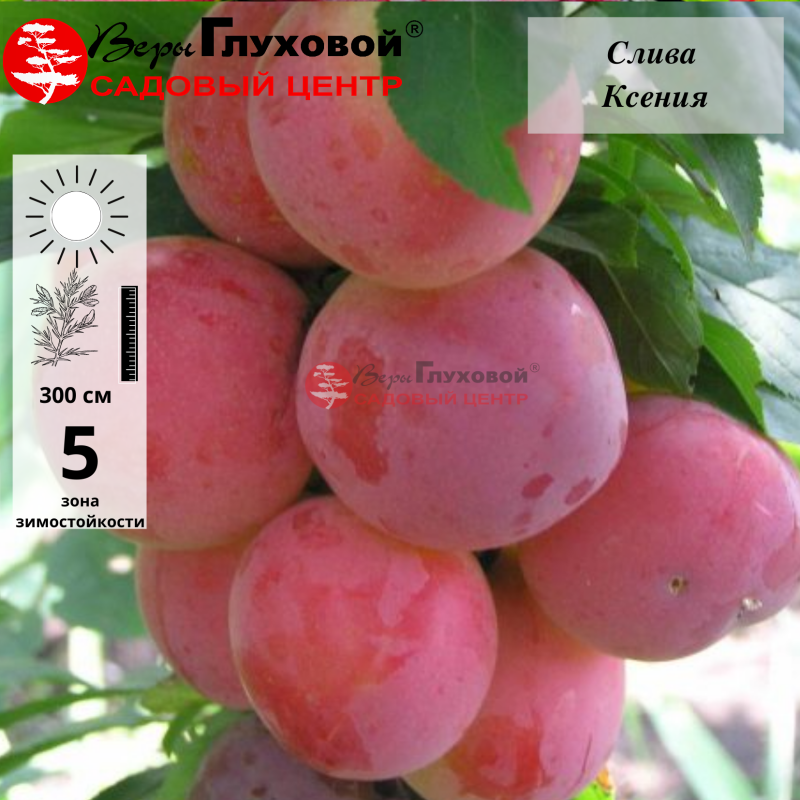 Слива Ксения (ранний сорт)