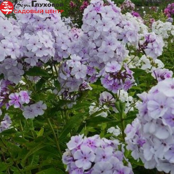 Флокс метельчатый Лавандел Вольке