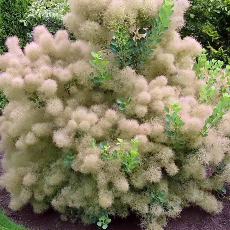 Основное изображение товара