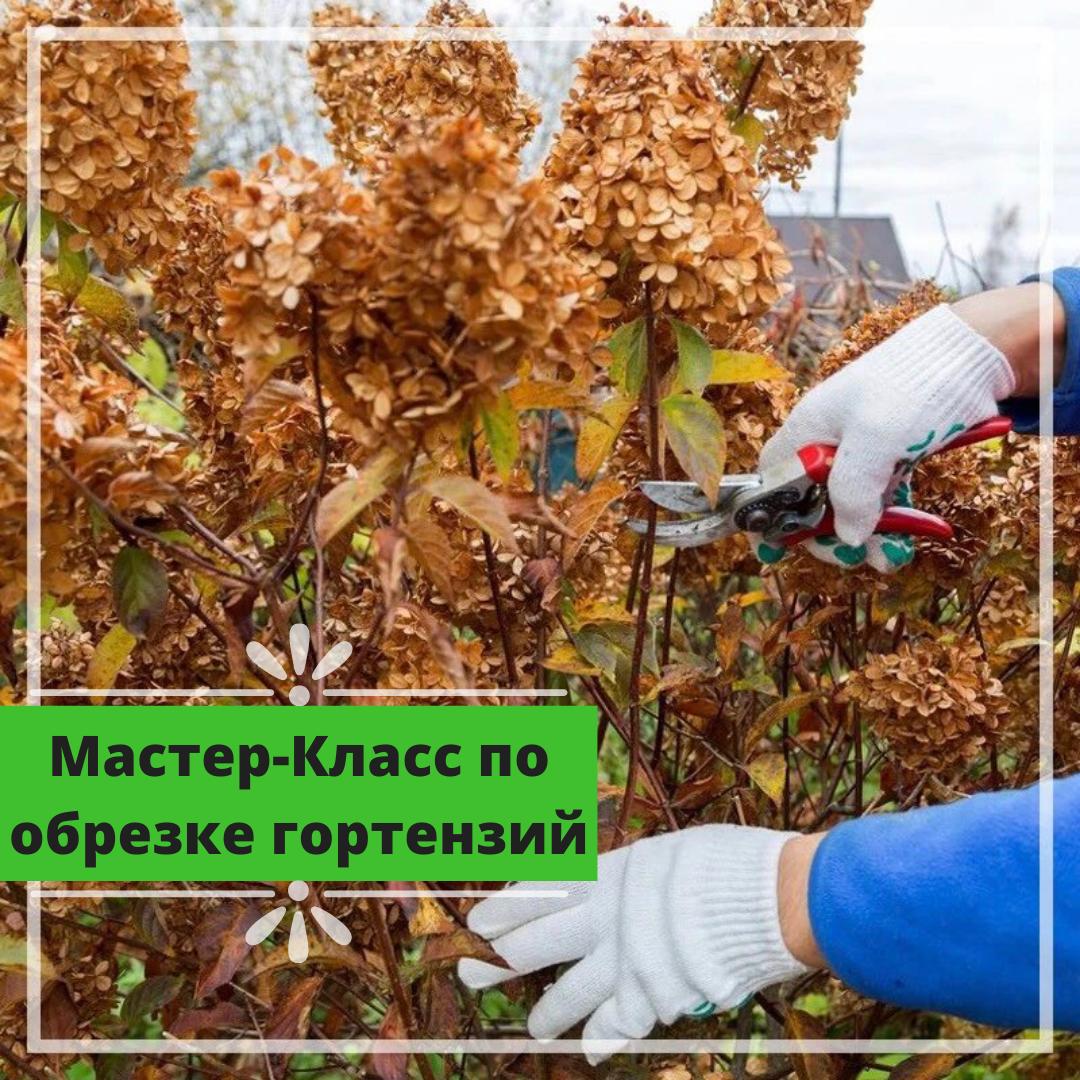Мастер класс по обрезке гортензий Мастер класс по обрезке гортензий