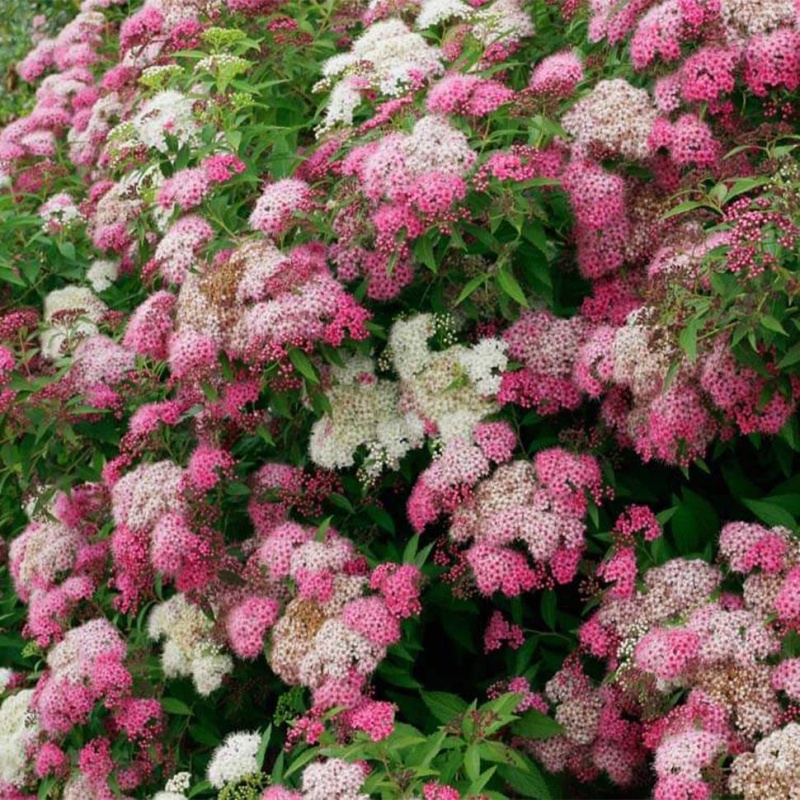 Основное изображение товара