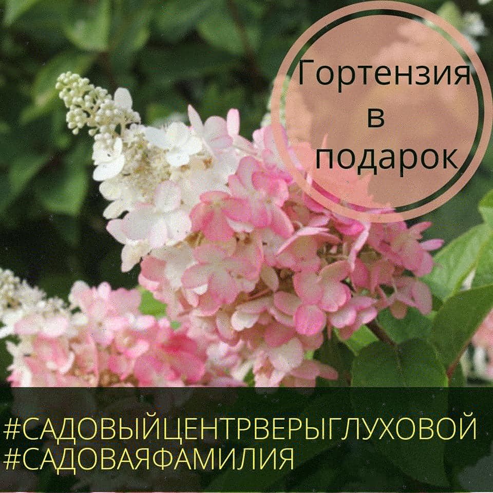 Гортензия в подарок Гортензия в подарок