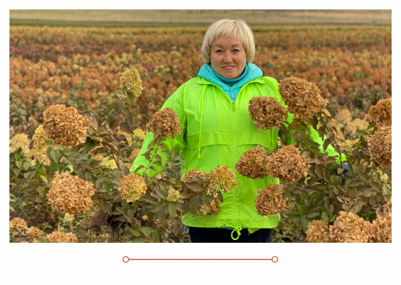 Открыта продажа гортензий ОКС (голый корень)