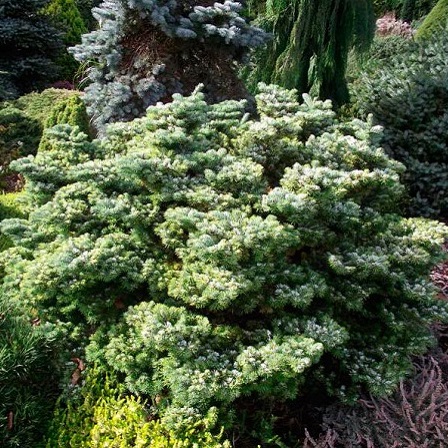 Основное изображение товара