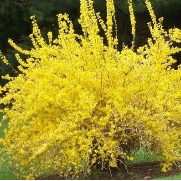 Основное изображение товара