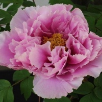 ЭКСКЛЮЗИВНОЕ ПРЕДЛОЖЕНИЕ!!! ТОЛЬКО У НАС!!! ДРЕВОВИДНЫЙ ПИОН ИЗ ЯПОНИИ!!! ВСЕГО 70 шт! На всю Россию Япония поставляет лишь 700 шт! ЭКСКЛЮЗИВНОЕ ПРЕДЛОЖЕНИЕ!!! ТОЛЬКО У НАС!!! ДРЕВОВИДНЫЙ ПИОН ИЗ ЯПОНИИ!!! ВСЕГО 70 шт! На всю Россию Япония поставляет лишь 700 шт!