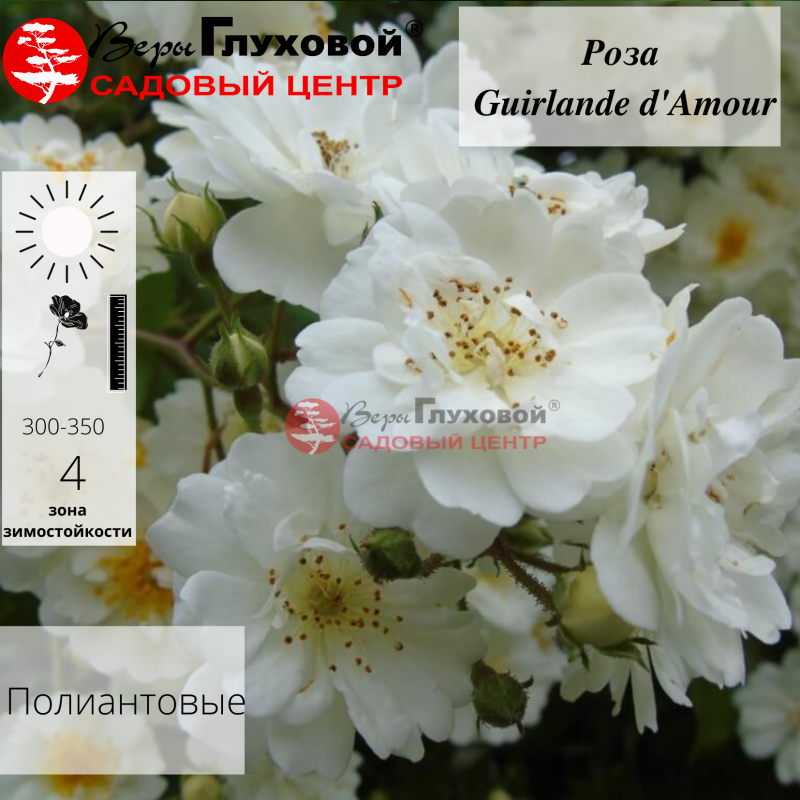 Основное изображение товара