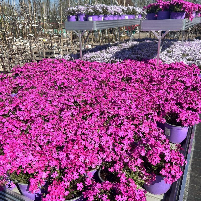 Пышные, ароматные и невероятно разнообразные