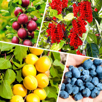 Большое разнообразие саженцев