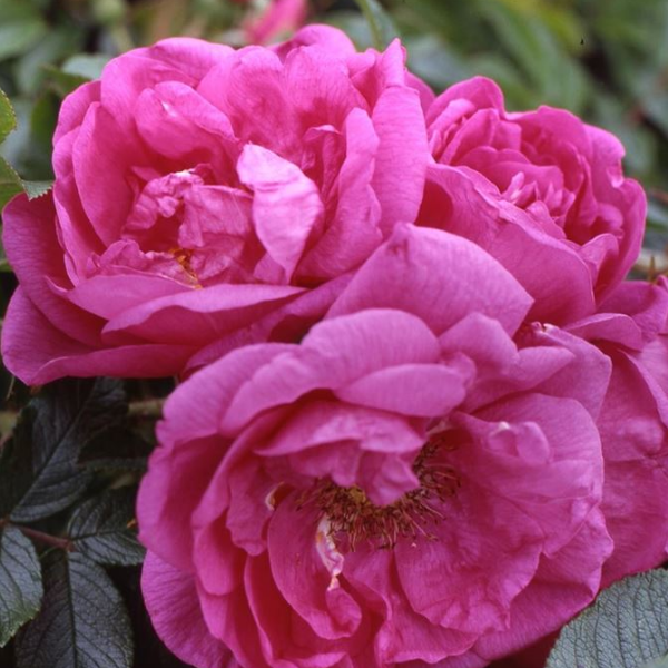 Основное изображение товара