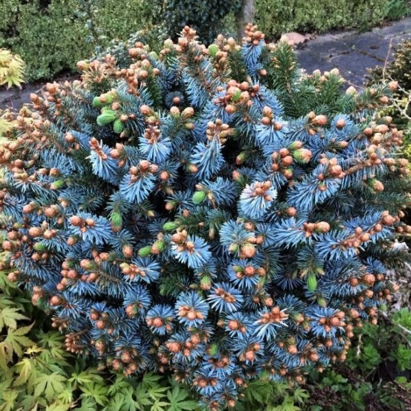 Основное изображение товара