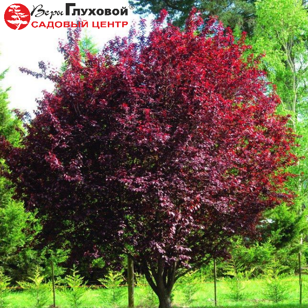 Основное изображение товара