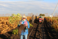 Последний день выкопки растений
