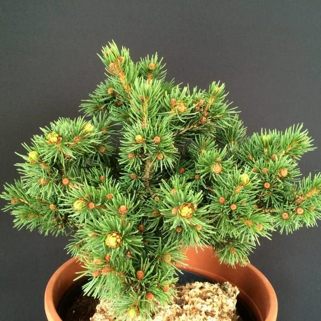 Ель обыкновенная Ломбартси - Picea abies Lombartsii
