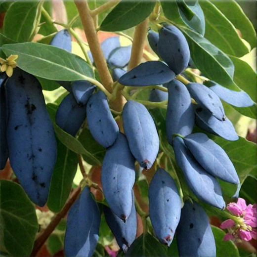 Основное изображение товара