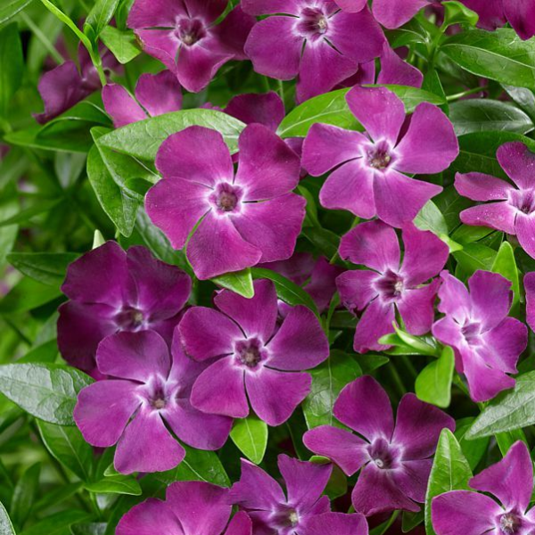 Основное изображение товара