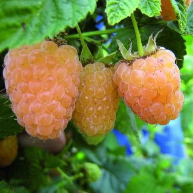 Основное изображение товара