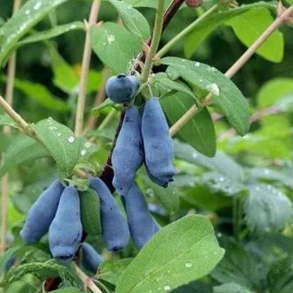 Жимолость Морена (ранний сорт) С2